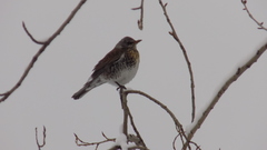 Turdus pilaris