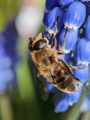 Eristalis tenax