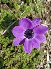 Anemone coronaria