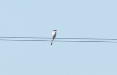 Lanius excubitor