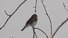 Turdus pilaris