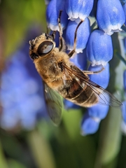 Eristalis tenax
