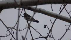 Turdus pilaris
