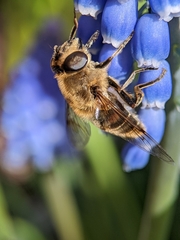 Eristalis tenax