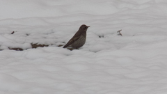 Turdus atrogularis