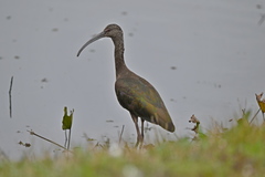 Plegadis chihi × Plegadis falcinellus