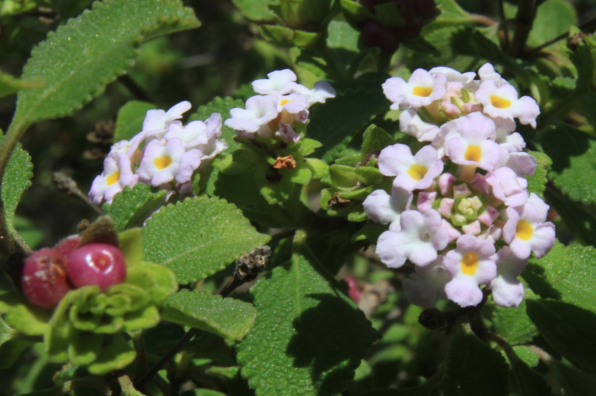 Lantana reticulata