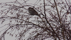 Turdus atrogularis