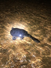 Chelodina kurrichalpongo