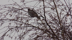 Turdus atrogularis