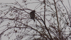 Turdus atrogularis