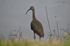 Plegadis chihi × Plegadis falcinellus