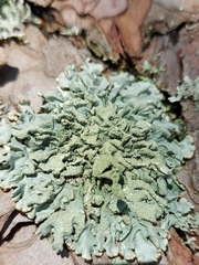 Hypogymnia farinacea