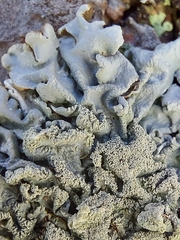 Hypogymnia farinacea
