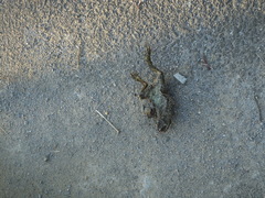 Bufo gargarizans