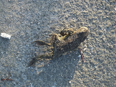 Bufo gargarizans