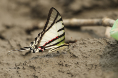 Protesilaus telesilaus