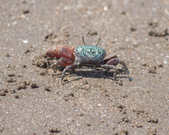 Leptuca uruguayensis