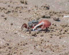 Leptuca uruguayensis