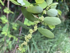 Phyllanthus oligospermus