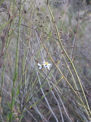 Aster lautureanus