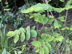 Phyllanthus oligospermus