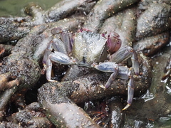 Episesarma palawanense