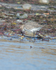Charadrius falklandicus