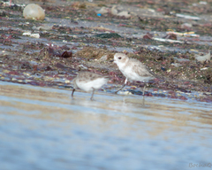 Charadrius falklandicus