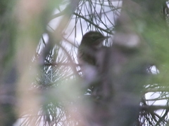 Locustella lanceolata