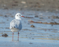 Chroicocephalus cirrocephalus