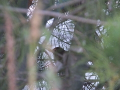 Locustella lanceolata