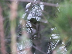 Locustella lanceolata