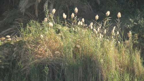 Phragmites image