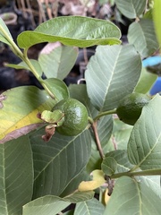 Psidium guajava