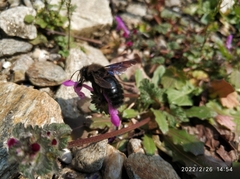 Xylocopa