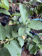 Psidium guajava