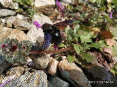 Xylocopa