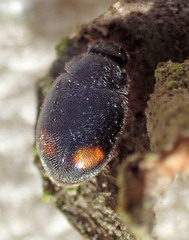 Nephus binaevatus
