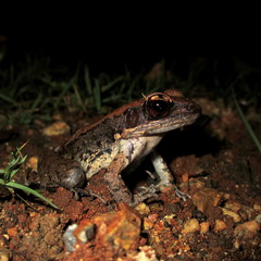 Sylvirana mortenseni