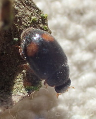 Nephus binaevatus