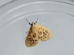 Tabidia strigiferalis