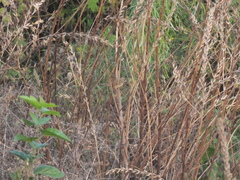 Emberiza spodocephala