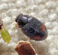 Nephus binaevatus