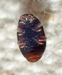 Nephus binaevatus