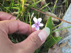 Viola prionantha