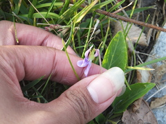 Viola prionantha