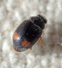Nephus binaevatus