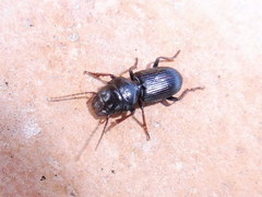 Dixus clypeatus