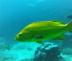 Mycteroperca rosacea